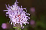 Appalachian blazing star